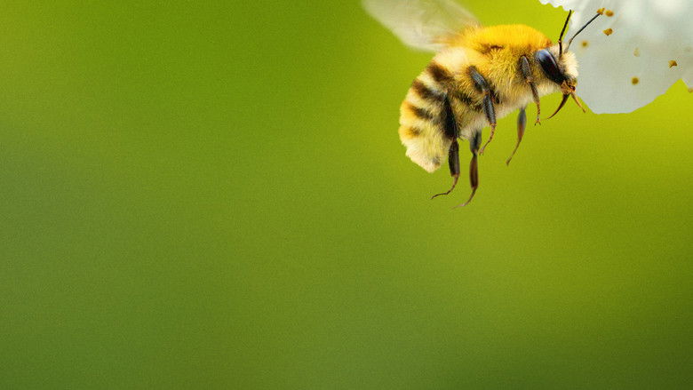 Secrets of the Bees 2