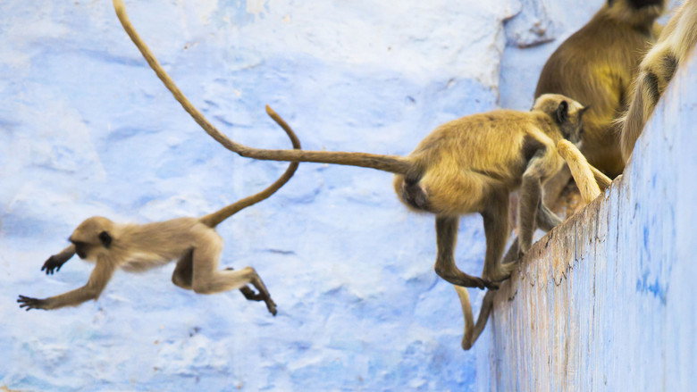 Planet Earth II 3