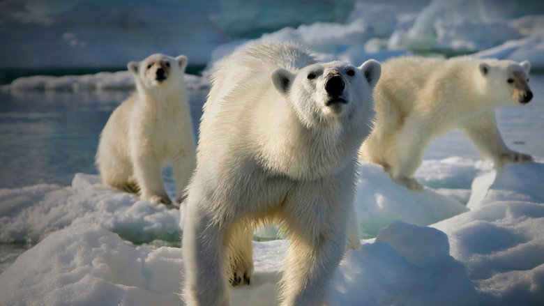 Frozen Planet 4
