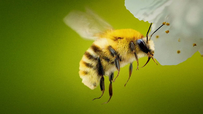 Secrets of the Bees 1