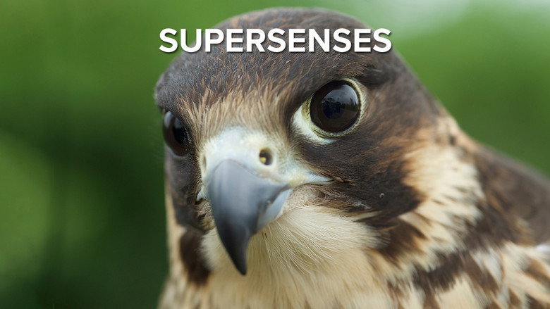 Supersenses 1