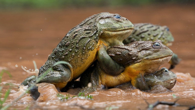 The Mating Game 6