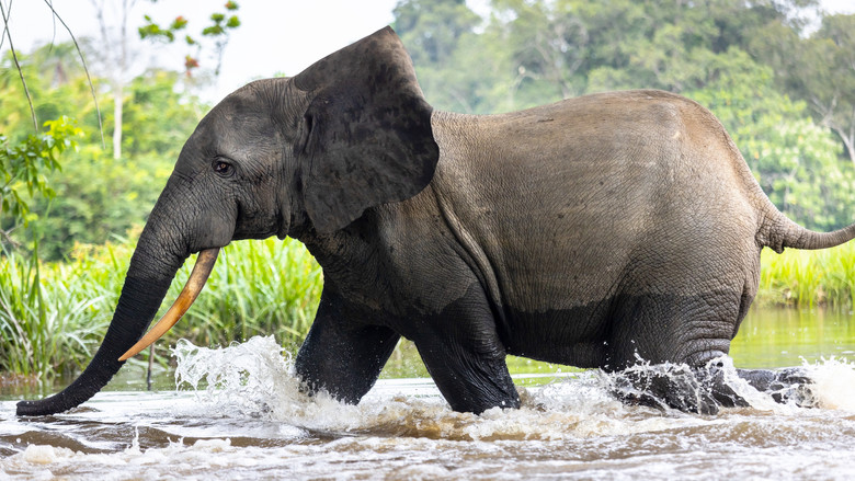 Secrets of the Elephants 5