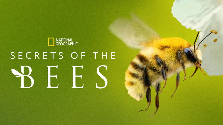 Secrets of the Bees 6