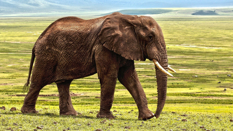 Secrets of the Elephants 2
