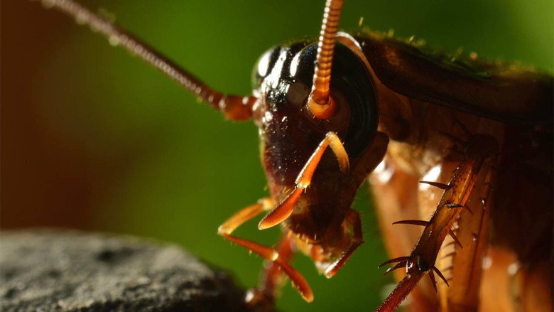 Micro Monsters with David Attenborough 2