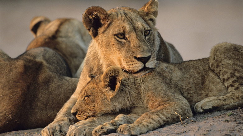 Big Cats, Small World 4