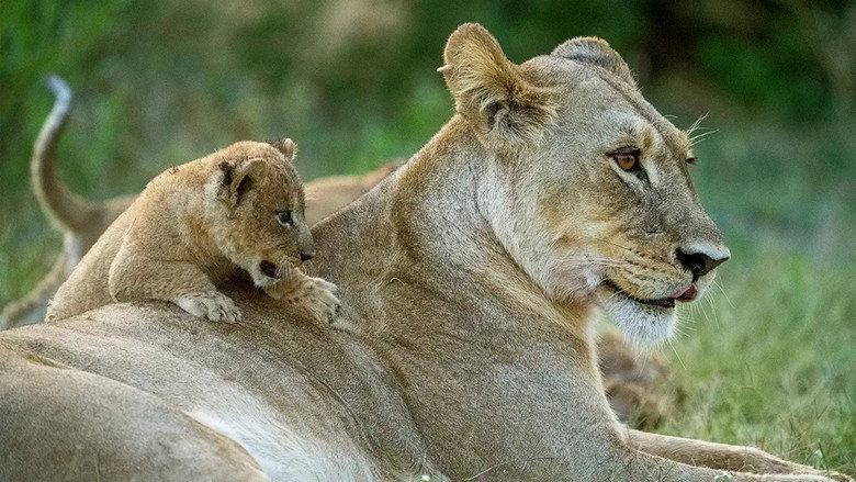 Big Cats, Small World 2