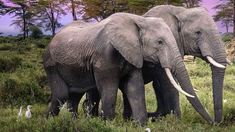 Secrets of the Elephants 4