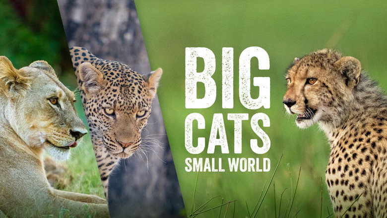 Big Cats, Small World 1