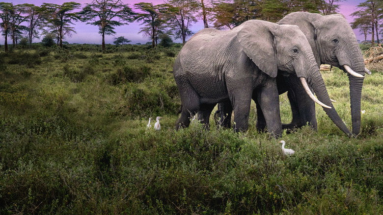 Secrets of the Elephants 6