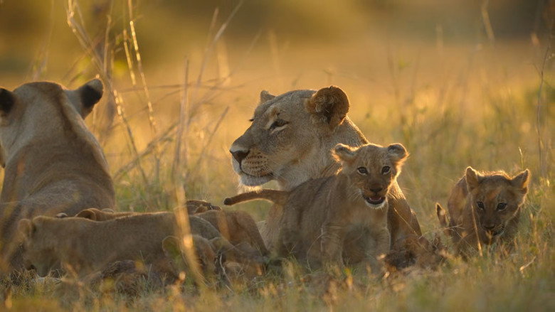 Big Cats, Small World 5