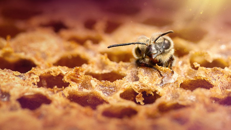 Secrets of the Bees 5