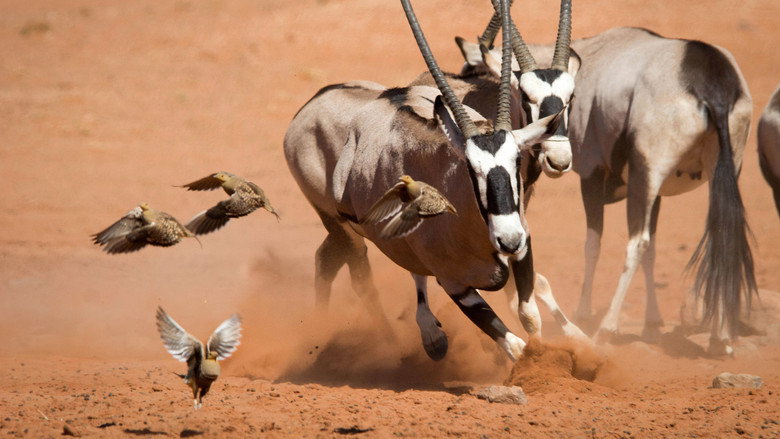 Planet Earth II 6