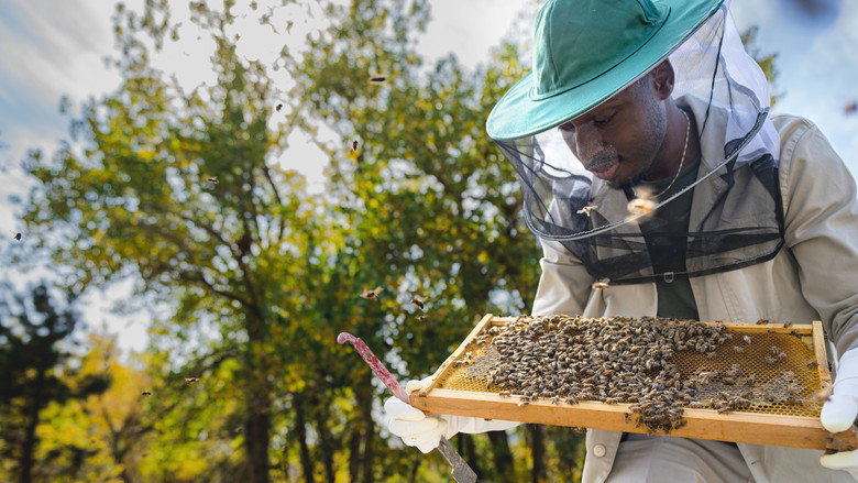 Secrets of the Bees 4