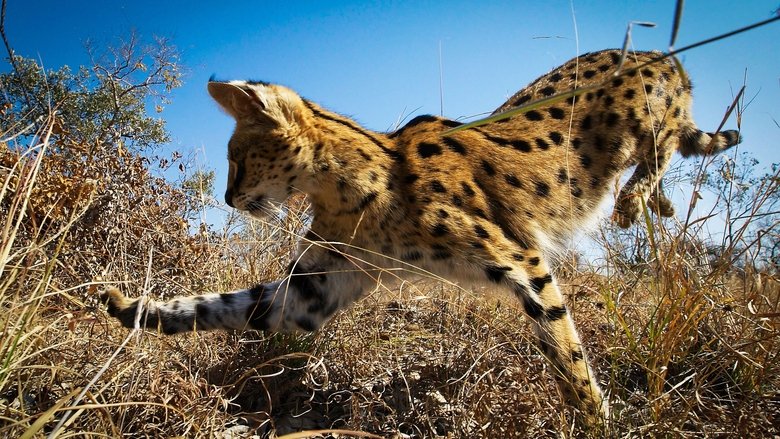 Planet Earth II 4
