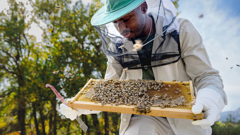 Secrets of the Bees 3