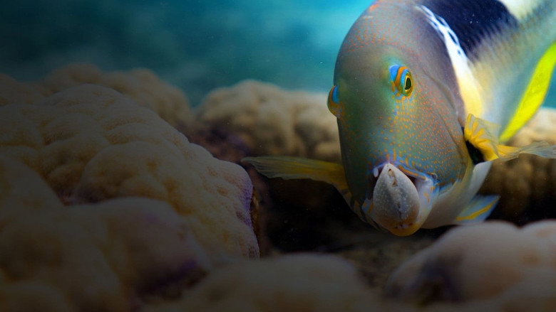 Blue Planet II 6