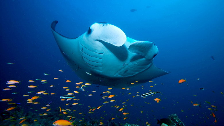 Blue Planet II 5