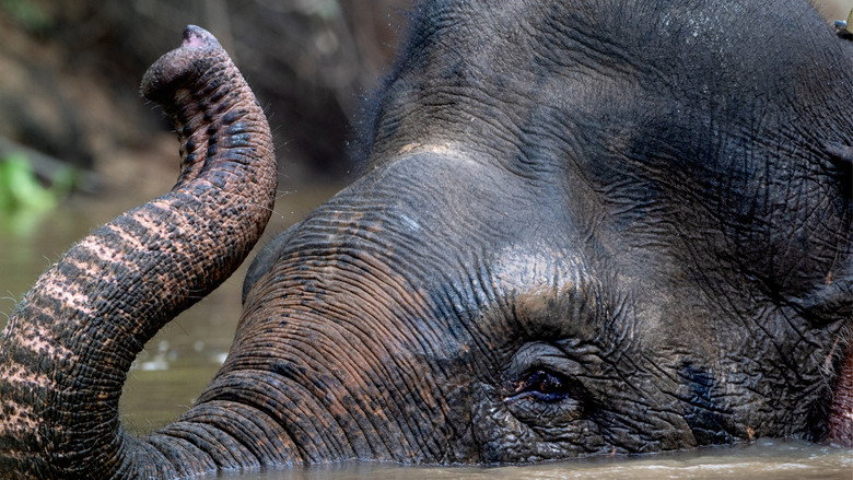 Secrets of the Elephants 3