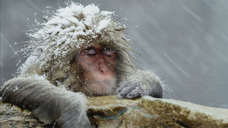 Animals, They're Just Like Us! 2