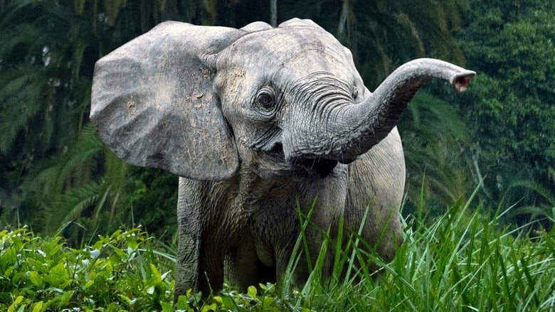 Secrets of the Elephants 1